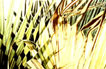 palm leaves IV