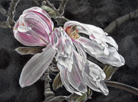 magnolia XXIII
