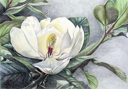 magnolia XXVI