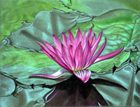 water lily II